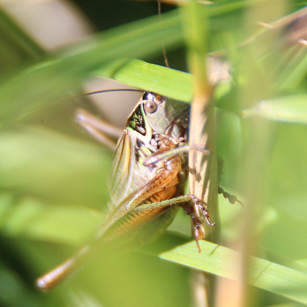 Kobylka luční (Metrioptera roeselii)