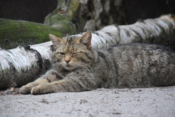 Kočka divoká během siesty