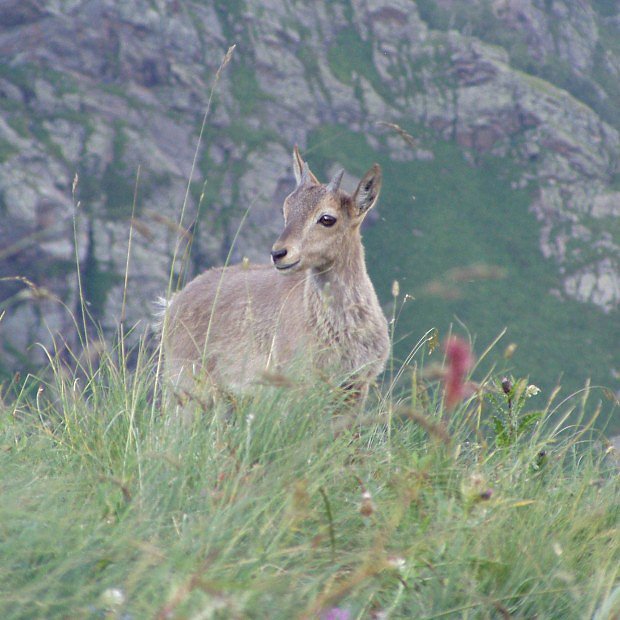 Kozorožec alpský (Capra ibex ibex)