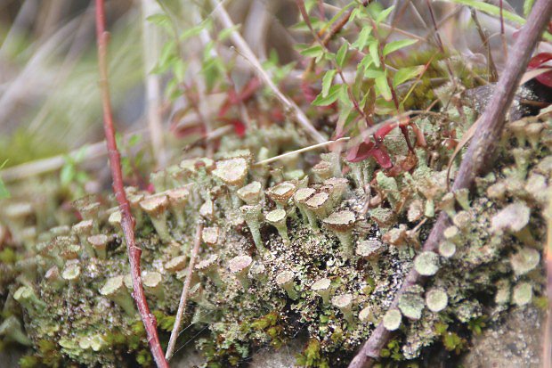 Lišejníky (Lichenes)