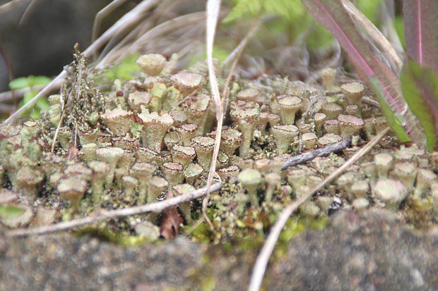 Lišejníky (Lichenes)