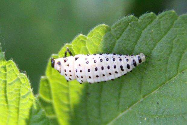 Mandelinka topolov (Chrysomela populi), larva