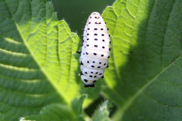 Mandelinka topolov (Chrysomela populi), larva