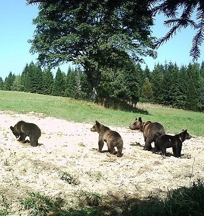 Medvědi v Bieszczadech