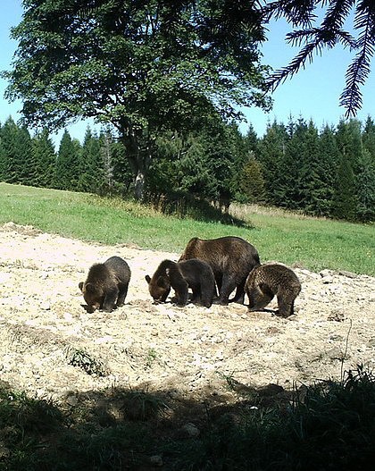 Medvědi v Bieszczadech