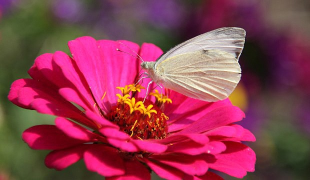 K největším denním druhům motýlů u nás patří i bělásek