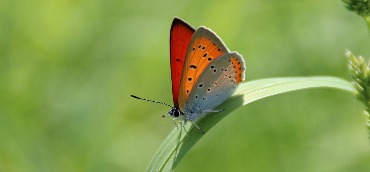 Motýli (Lepidoptera) v ČR