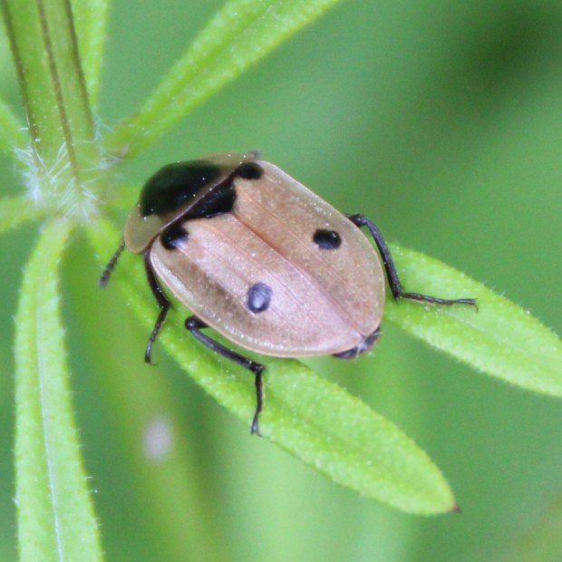 Mrchožrout housenkář (Dendroxena quadrimaculata)