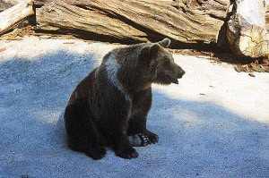 Medvěd hnědy (Ursus arctos)