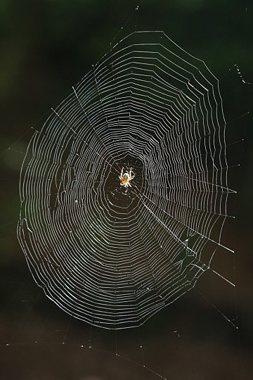Mezi nejkrásnější pavoučí sítě patří sítě křižáků