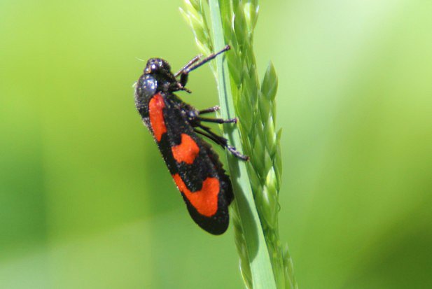 Pěnodějka červená (Cercopis vulnerata)