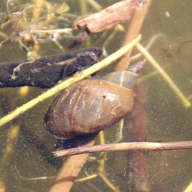 Plovatka bahenní (Lymnaea stagnalis)