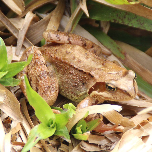 Skokan hnědý (Rana temporaria)