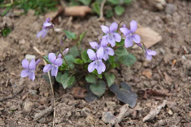 Violka písečná (Viola rupestris)