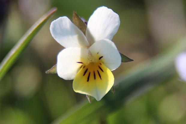 Violka rolní (Viola arvensis)