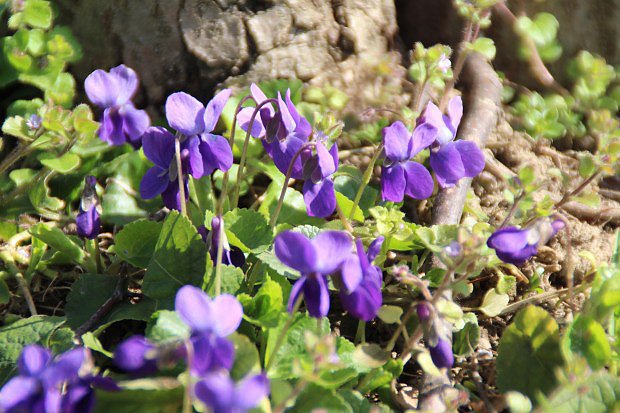 Violka vonná (Viola odorata)