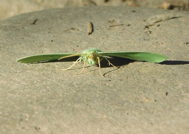 Zelenopláštník březový (Geometra papilionaria)