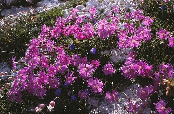 Alpská květena
