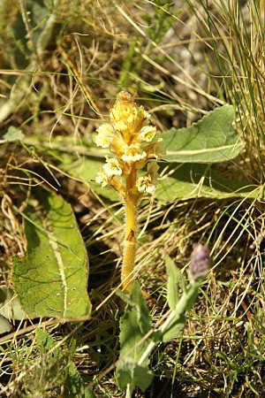 Zraza lut (Orobanche lutea) - parazitick nezelen rostlina