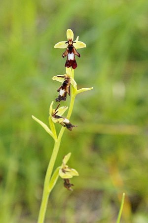Toi hmyzonosn (Ophrys insectifera) - detail rostliny