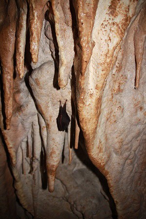 Jeskyně Bobačka je významným zimovištěm netopýrů