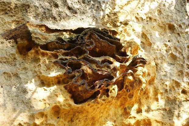 Železitá inkrustace zvaná skalní růže v Boreckých skalách