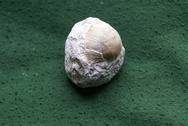 Ramenonožec nalezený v Houbově lomu (stáří 400 mil. let)
