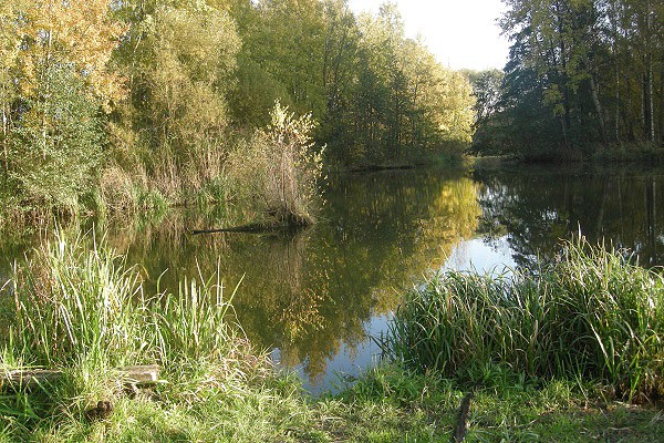 Rybník u vesnice Olza