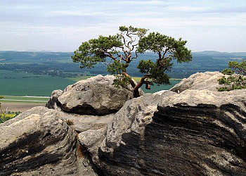 Tuto bonsai si hýčká příroda na skalním okraji