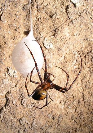 Pavouk druhu Meta menardi