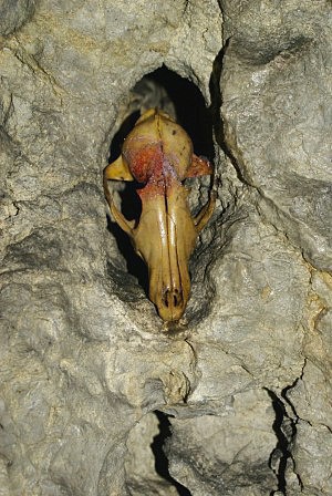 Plavecká jeskyně - lebka jednoho z pravěkých savců