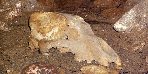 V Punkevních jeskyních byly nalezeny i kosti diluviálních zvířat