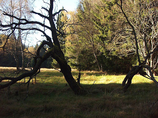 Lesní zákoutí nad Smrkoveckou vyhlídkou