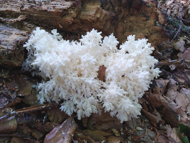 Korálovec bukový - vzácná dřevokazná houba