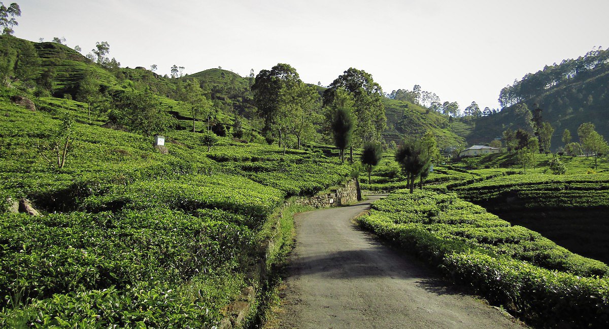 Cesta od Dambatenne Tea Factory, Srí Lanka
