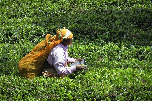 Sběračka čaje, Srí Lanka