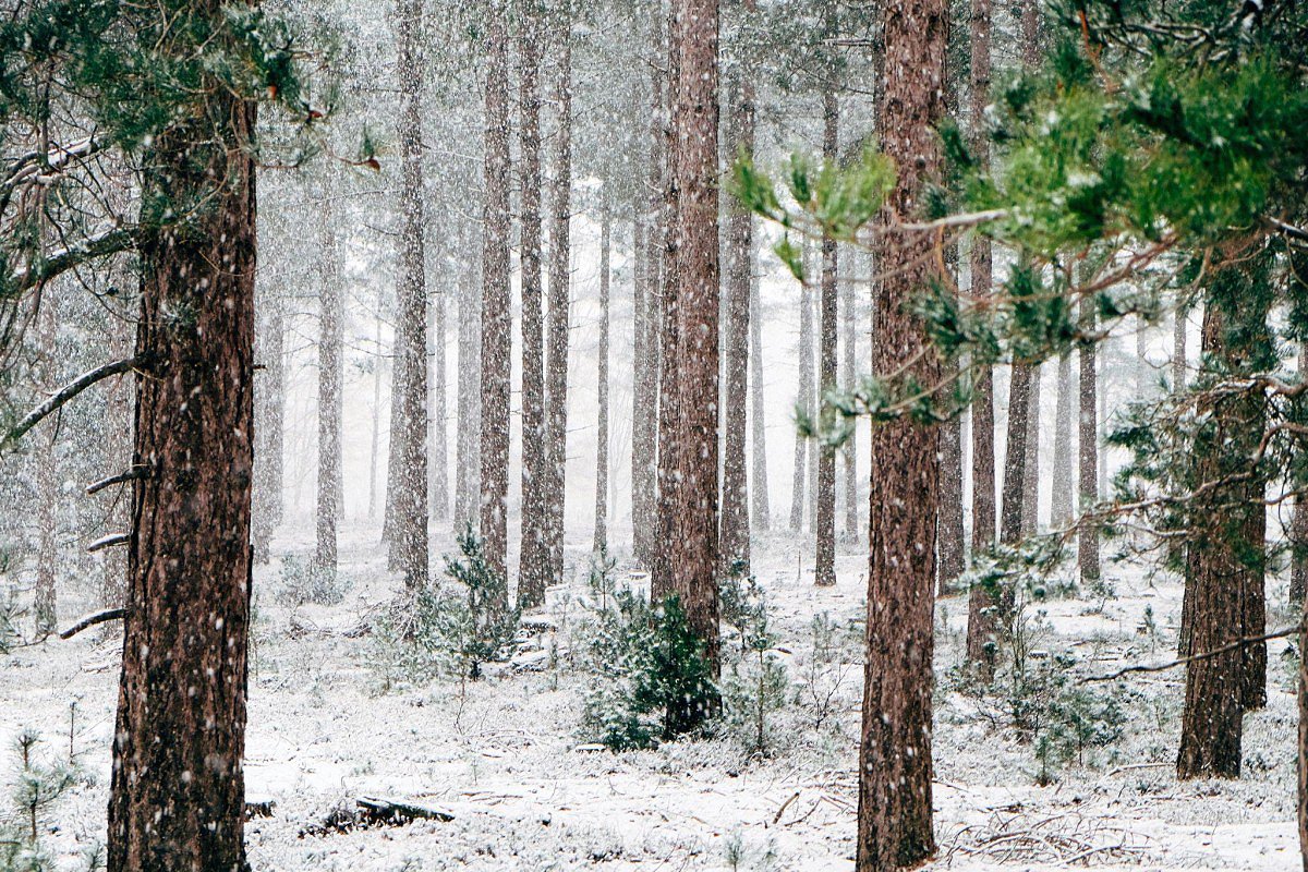 Zimn les