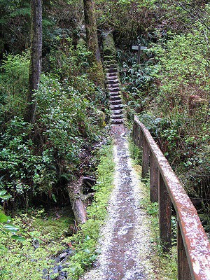 Kmeny slouží jako schody i most