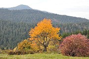 Podzim v Bavorském lese