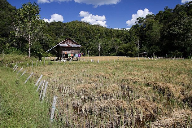 Rýžová pole s chatami