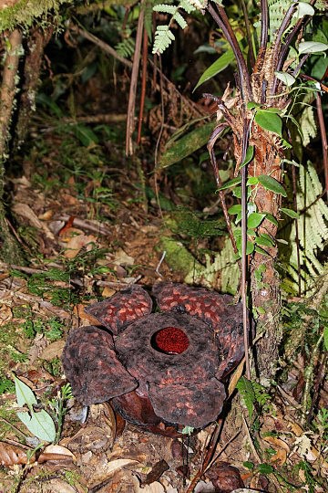 Rafflesia, bohužel už zčernalá