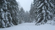Český les v zimě