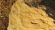 Fosílie třetihorní flóry v pískovně Erika