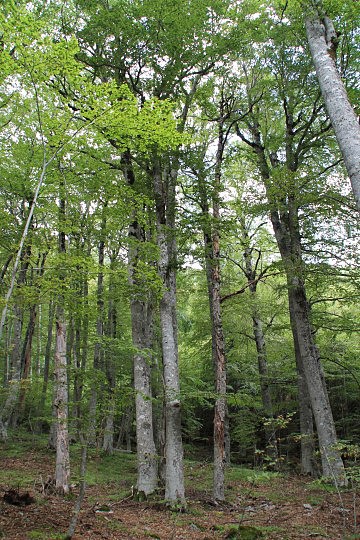Bukový les dole v dolině, již pohodička