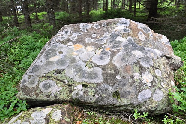 Lesní cesta k Hadímu vrchu vede i kolem nádherně zbarvených kamenů, kdy abstraktním malířem je lišejník zeměpisný