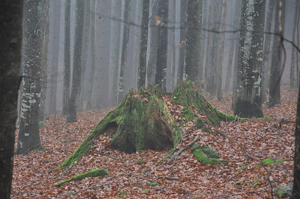 Bavorsk les, nad Grosse Deffernikem