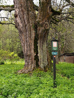 Památný strom v Křišťanově