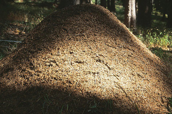 Lesní mravenci se tady opravdu činí