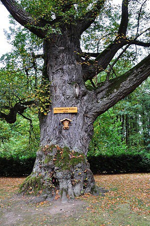 Památný strom na Lomci