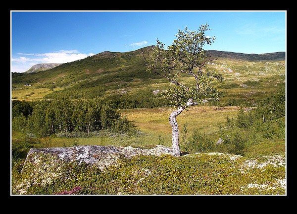 Zátiší s osikou, Hardangervidda